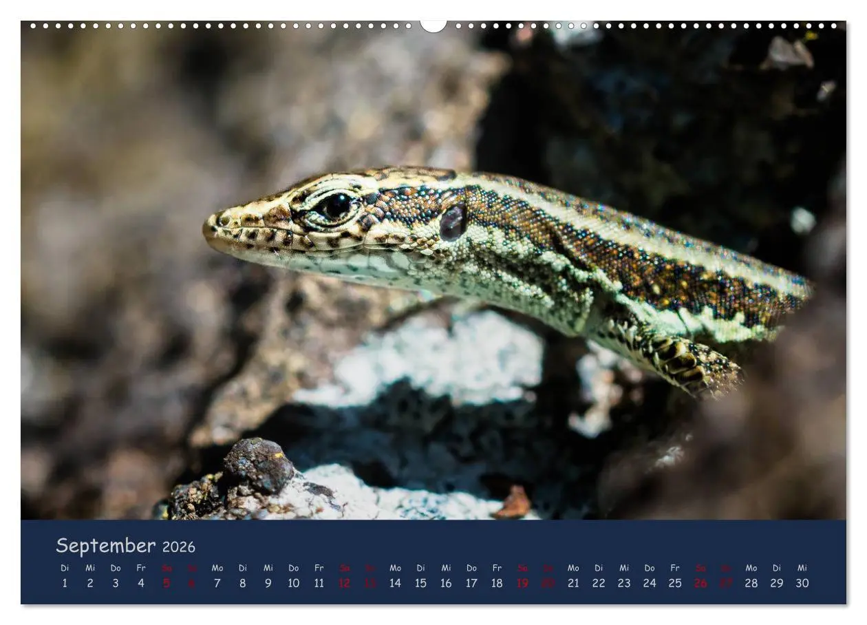 Bild: 9783457760000 | Naturwunder Madeira (hochwertiger Premium Wandkalender 2026 DIN A2...