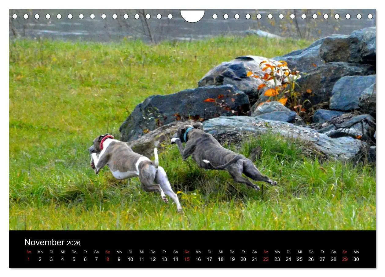 Bild: 9783516080100 | Whippets in Aktion (Wandkalender 2026 DIN A4 quer), CALVENDO...