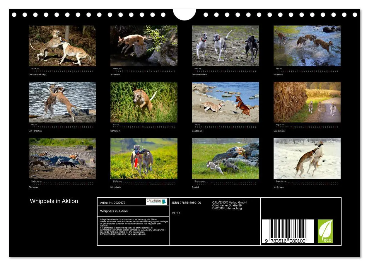 Bild: 9783516080100 | Whippets in Aktion (Wandkalender 2026 DIN A4 quer), CALVENDO...