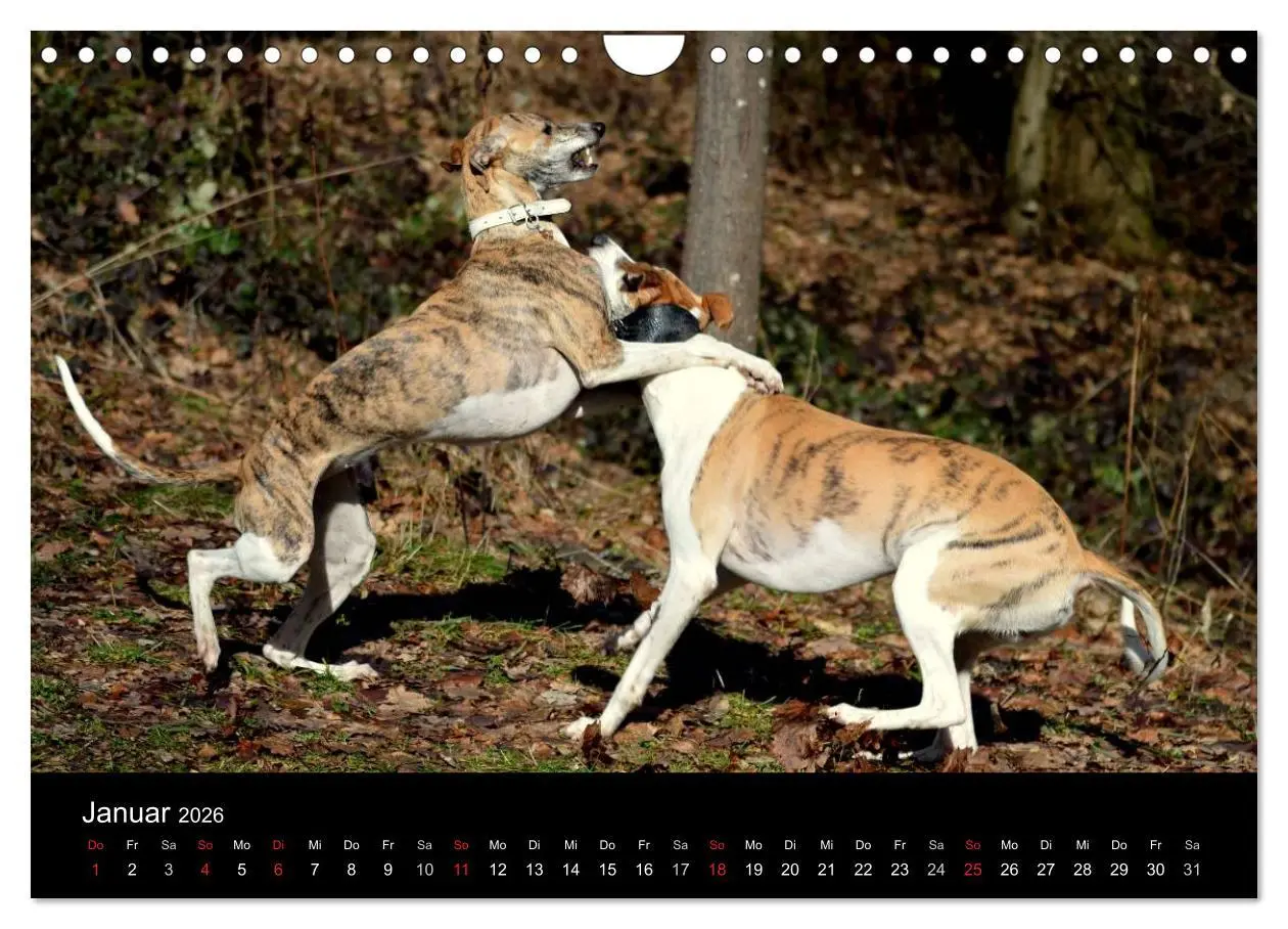 Bild: 9783516080100 | Whippets in Aktion (Wandkalender 2026 DIN A4 quer), CALVENDO...