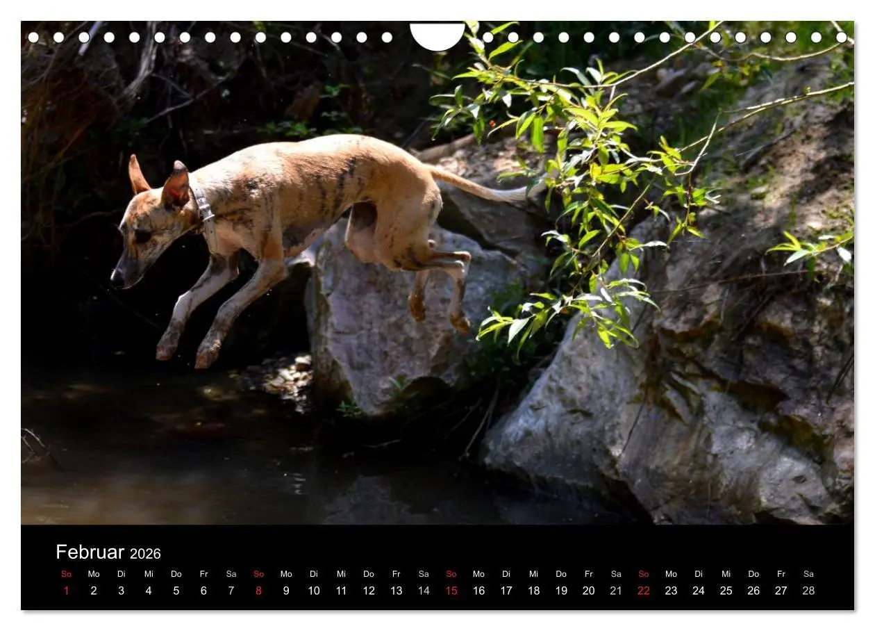 Bild: 9783516080100 | Whippets in Aktion (Wandkalender 2026 DIN A4 quer), CALVENDO...
