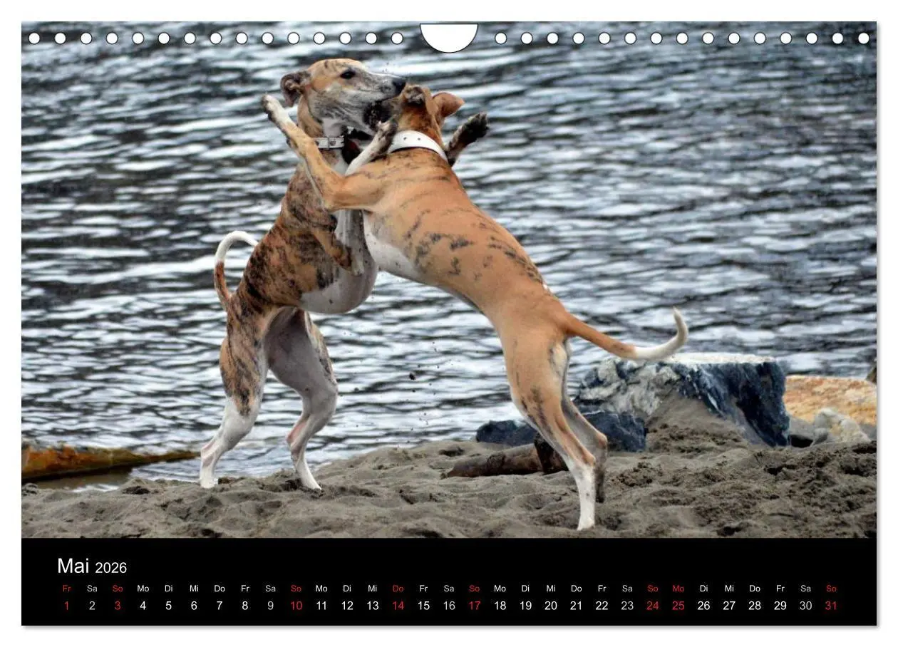 Bild: 9783516080100 | Whippets in Aktion (Wandkalender 2026 DIN A4 quer), CALVENDO...
