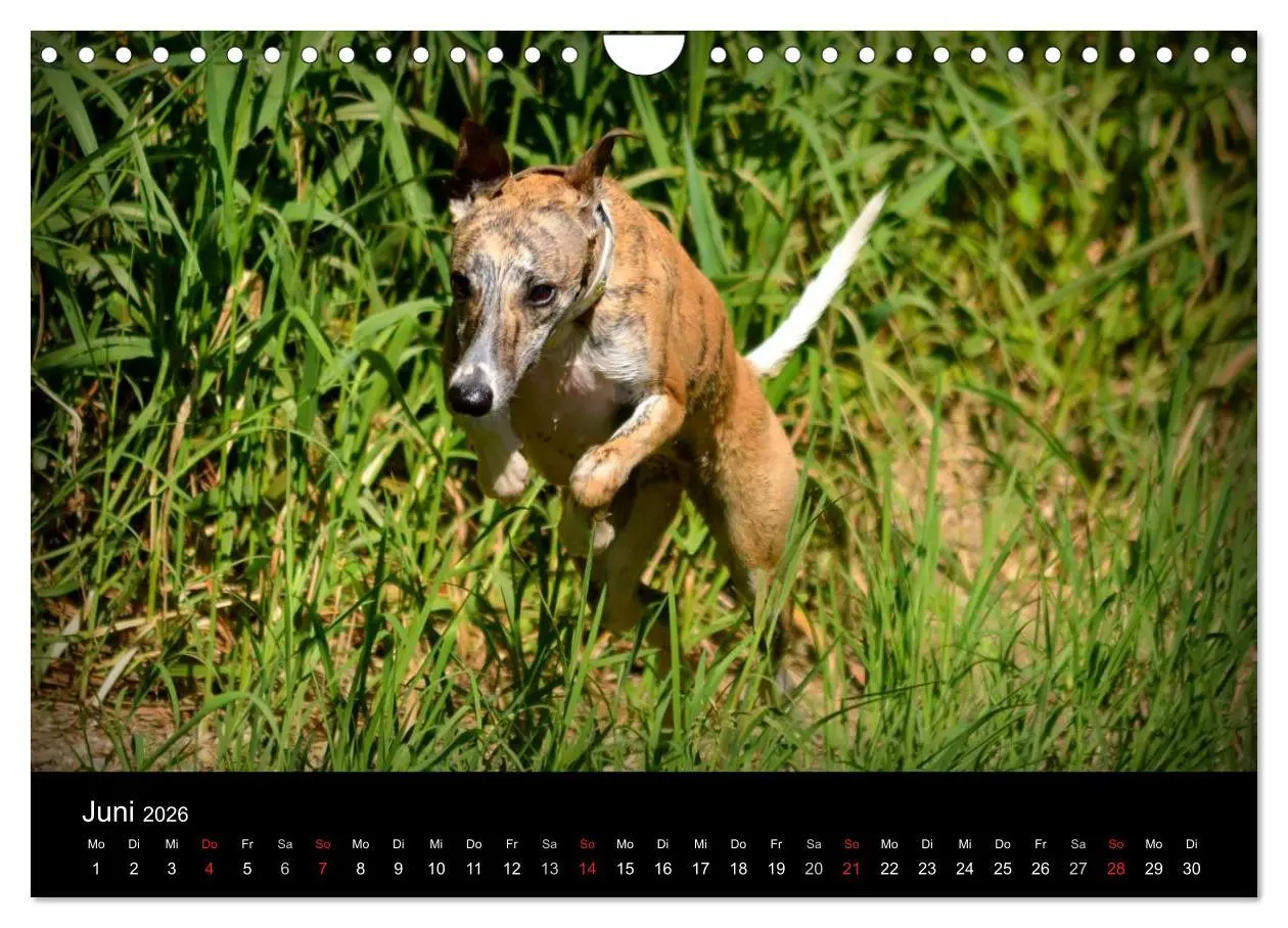 Bild: 9783516080100 | Whippets in Aktion (Wandkalender 2026 DIN A4 quer), CALVENDO...