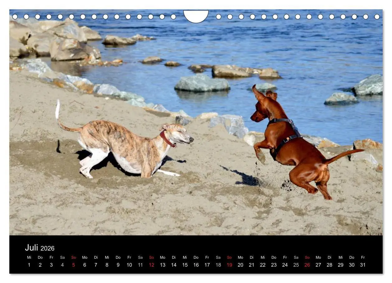 Bild: 9783516080100 | Whippets in Aktion (Wandkalender 2026 DIN A4 quer), CALVENDO...