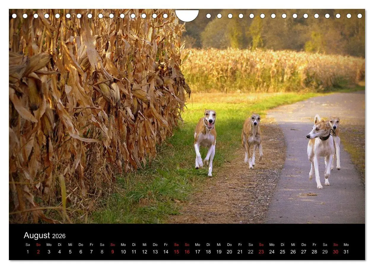 Bild: 9783516080100 | Whippets in Aktion (Wandkalender 2026 DIN A4 quer), CALVENDO...
