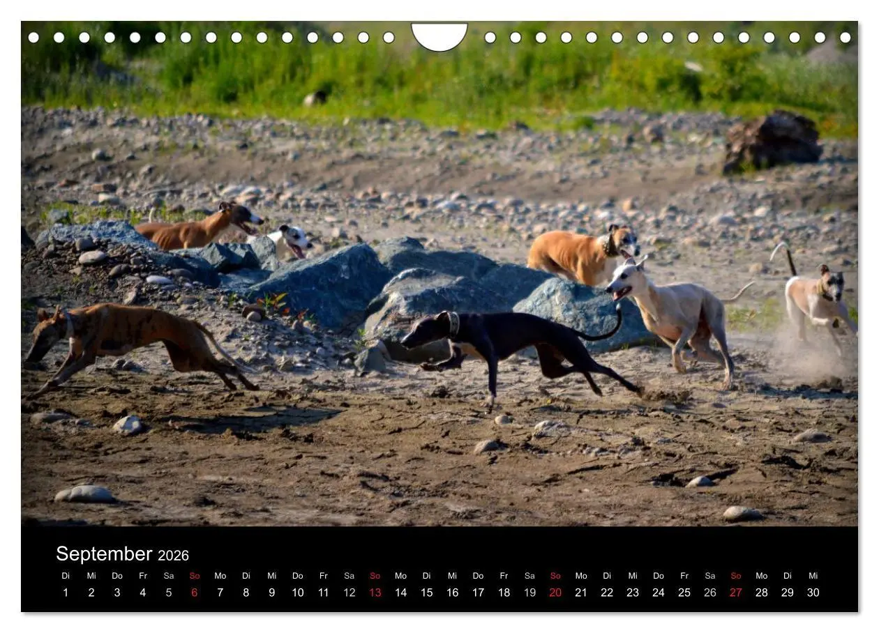 Bild: 9783516080100 | Whippets in Aktion (Wandkalender 2026 DIN A4 quer), CALVENDO...