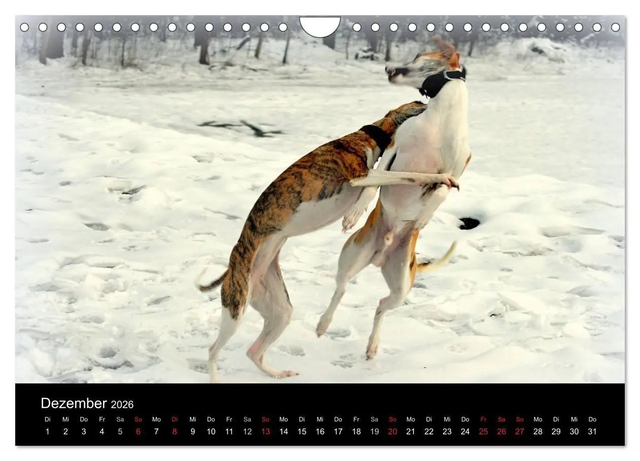 Bild: 9783516080100 | Whippets in Aktion (Wandkalender 2026 DIN A4 quer), CALVENDO...