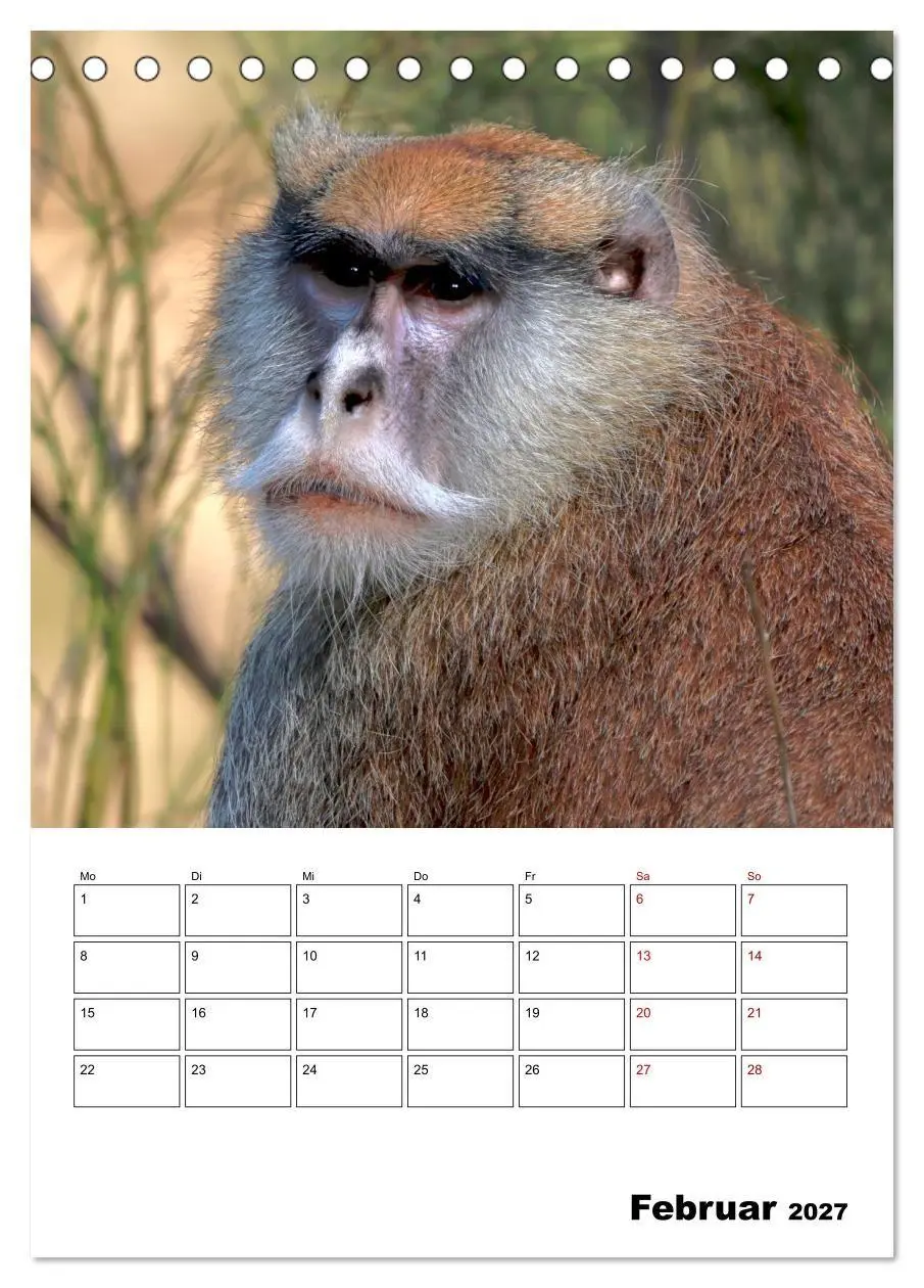 Bild: 9783569840300 | Augenblick der Affen 2027 (Tischkalender 2027 DIN A5 hoch),...