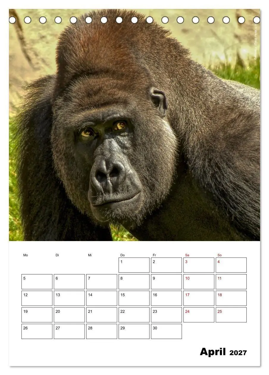 Bild: 9783569840300 | Augenblick der Affen 2027 (Tischkalender 2027 DIN A5 hoch),...