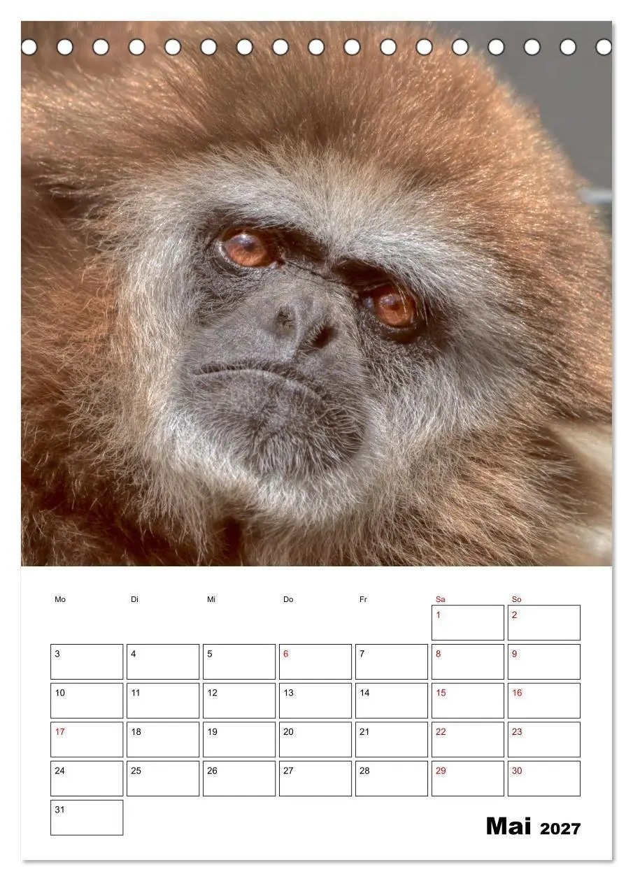 Bild: 9783569840300 | Augenblick der Affen 2027 (Tischkalender 2027 DIN A5 hoch),...