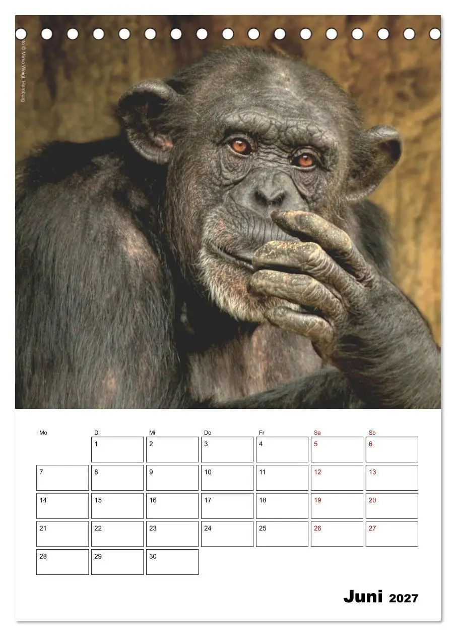 Bild: 9783569840300 | Augenblick der Affen 2027 (Tischkalender 2027 DIN A5 hoch),...