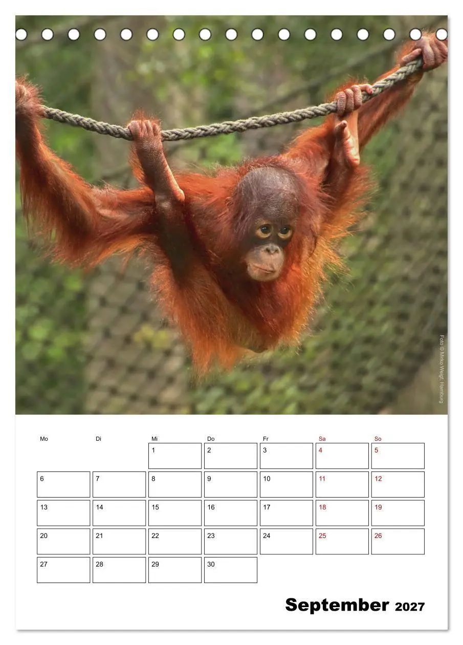 Bild: 9783569840300 | Augenblick der Affen 2027 (Tischkalender 2027 DIN A5 hoch),...