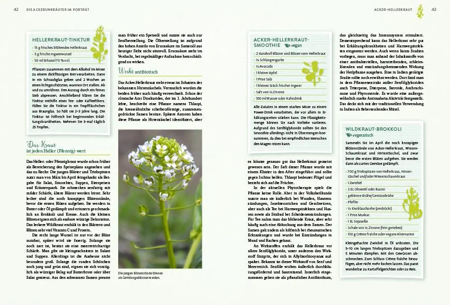 Bild: 9783818620400 | Geheimnisse der Unkräuter | Rudi Beiser | Buch | 192 S. | Deutsch