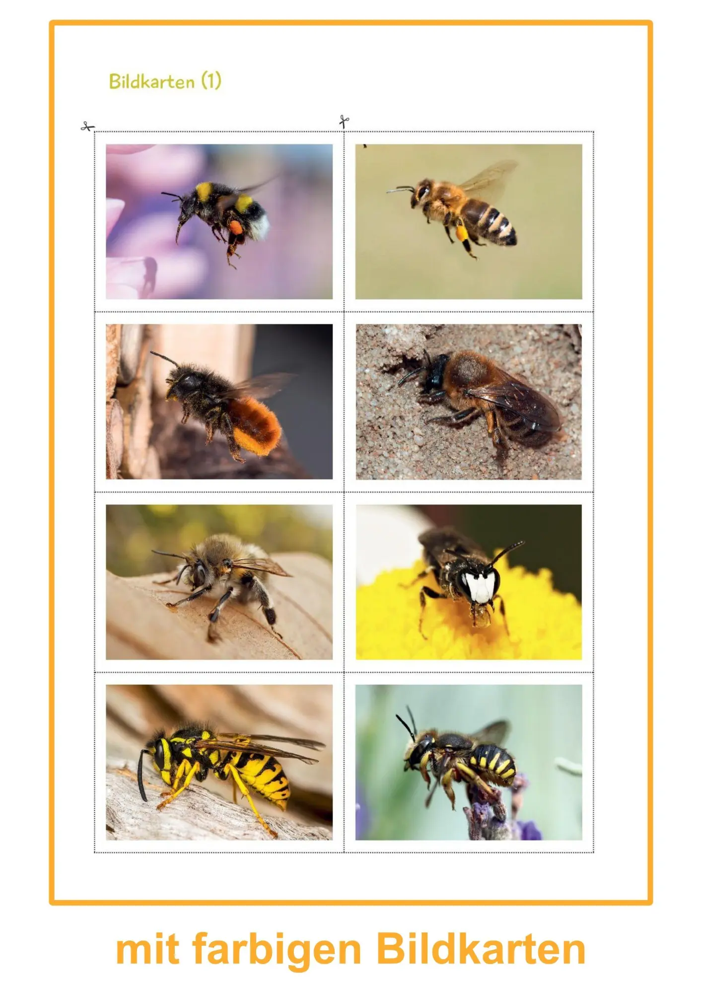 Bild: 9783965200500 | Was summt denn da? | Ein Bienen-Projekt für die Kita | Melanie Braun