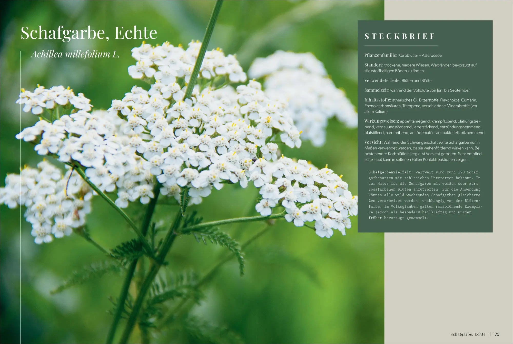 Bild: 9783989510500 | Die Kräutermacherei. Meine Naturapotheke. | Tina Rosenkranz | Buch