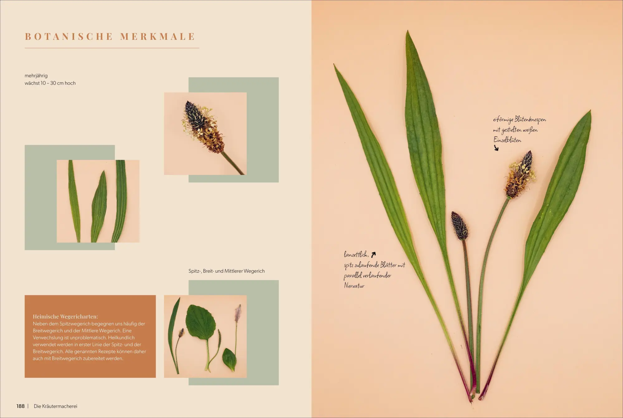 Bild: 9783989510500 | Die Kräutermacherei. Meine Naturapotheke. | Tina Rosenkranz | Buch