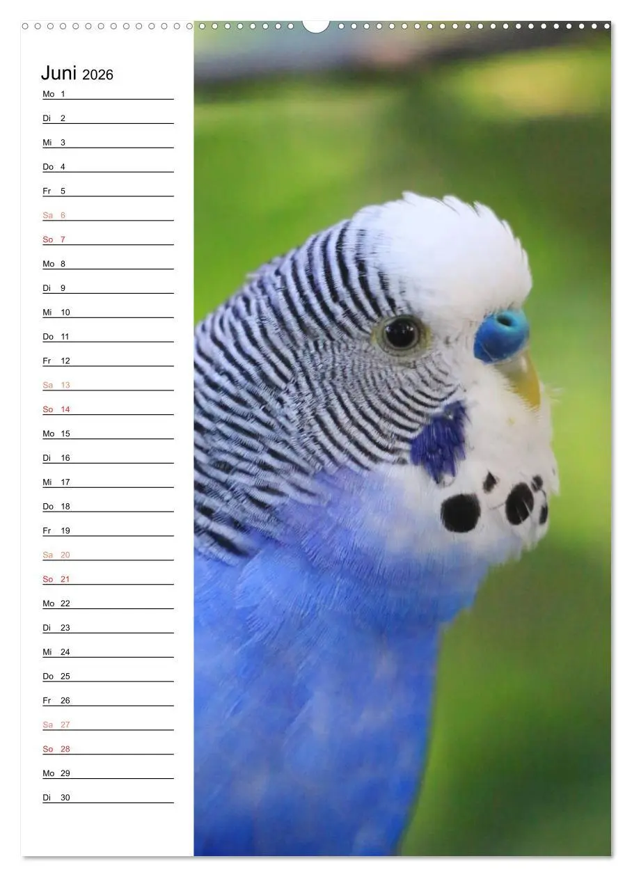 Bild: 9783516410600 | WELLENSITTICHE - Süße Wellis (Wandkalender 2026 DIN A2 hoch),...