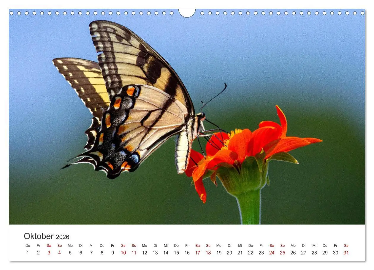 Bild: 9783457550700 | Traumhaft schöne Schmetterlinge (Wandkalender 2026 DIN A3 quer),...