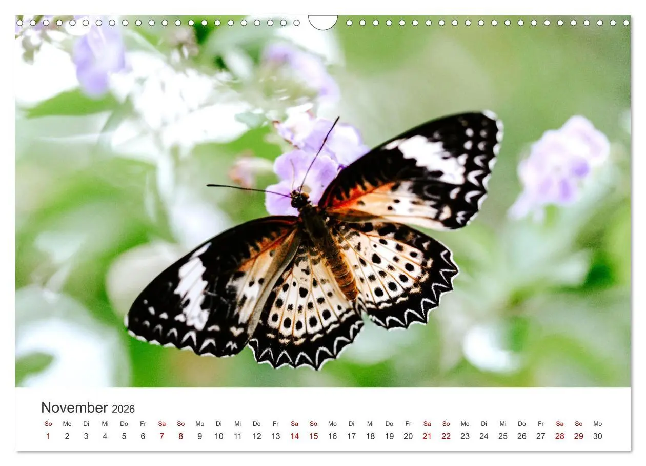 Bild: 9783457550700 | Traumhaft schöne Schmetterlinge (Wandkalender 2026 DIN A3 quer),...