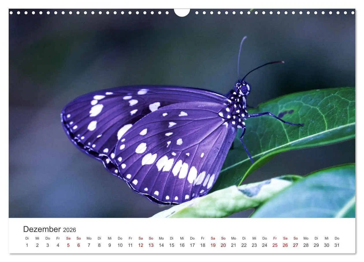 Bild: 9783457550700 | Traumhaft schöne Schmetterlinge (Wandkalender 2026 DIN A3 quer),...