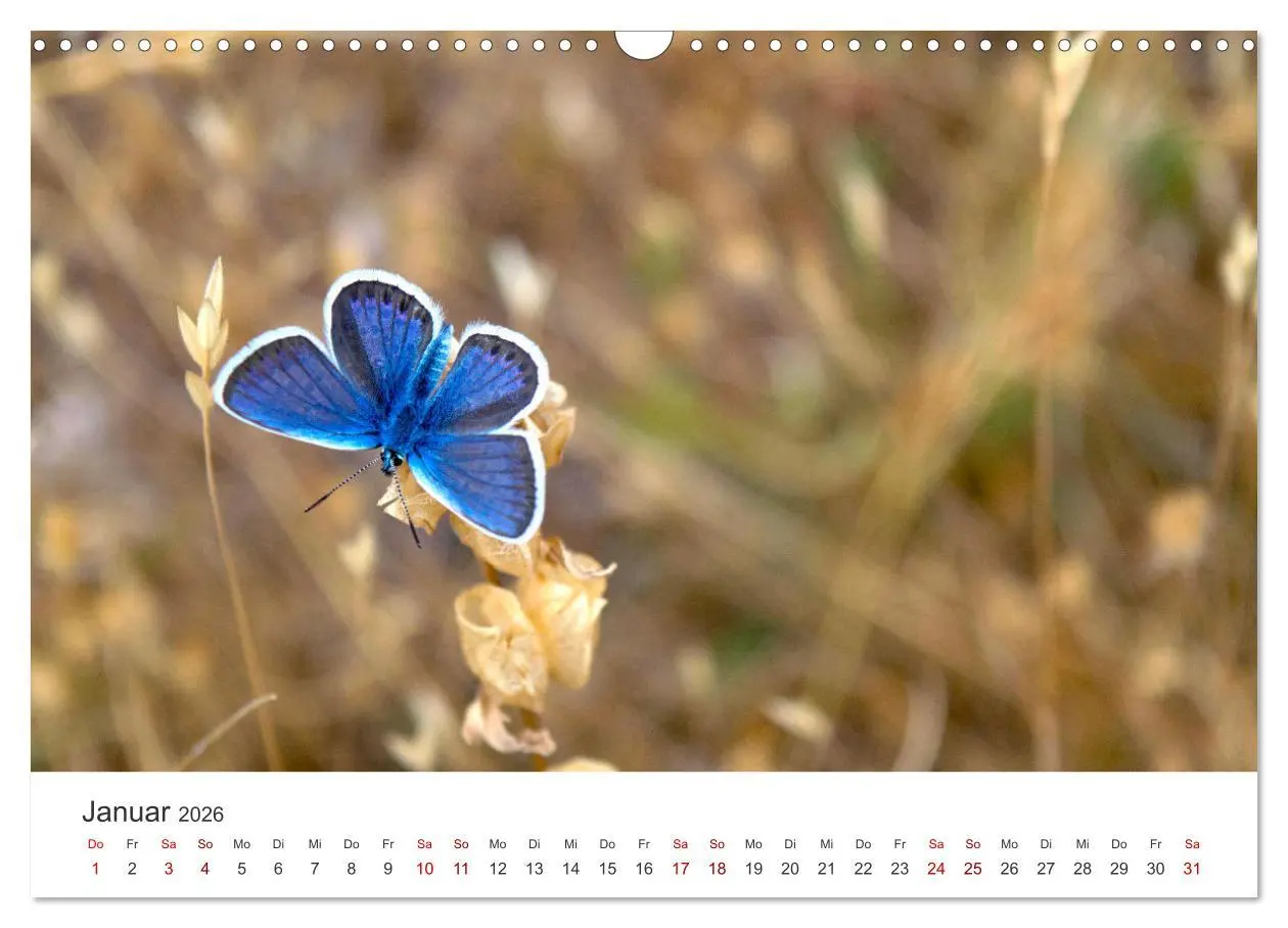 Bild: 9783457550700 | Traumhaft schöne Schmetterlinge (Wandkalender 2026 DIN A3 quer),...
