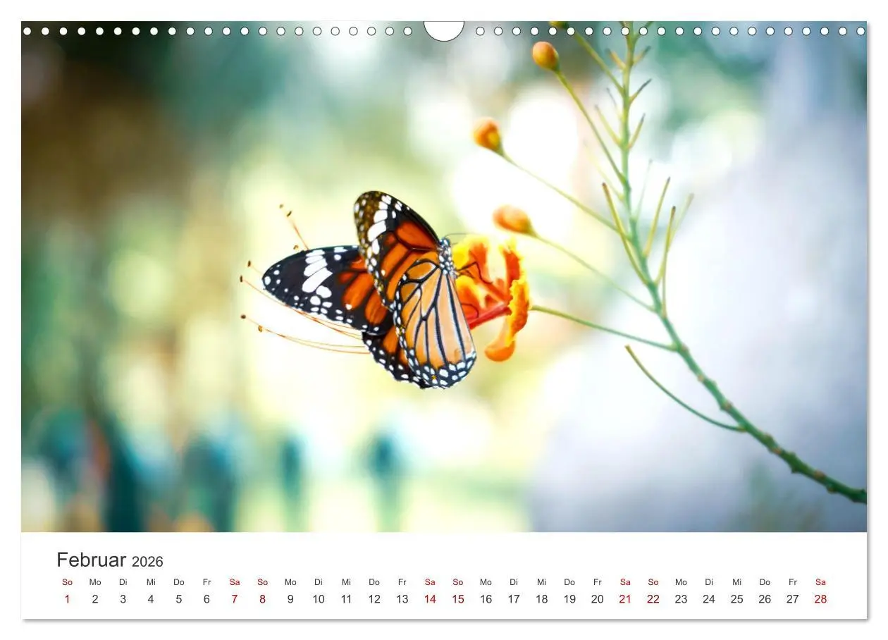 Bild: 9783457550700 | Traumhaft schöne Schmetterlinge (Wandkalender 2026 DIN A3 quer),...