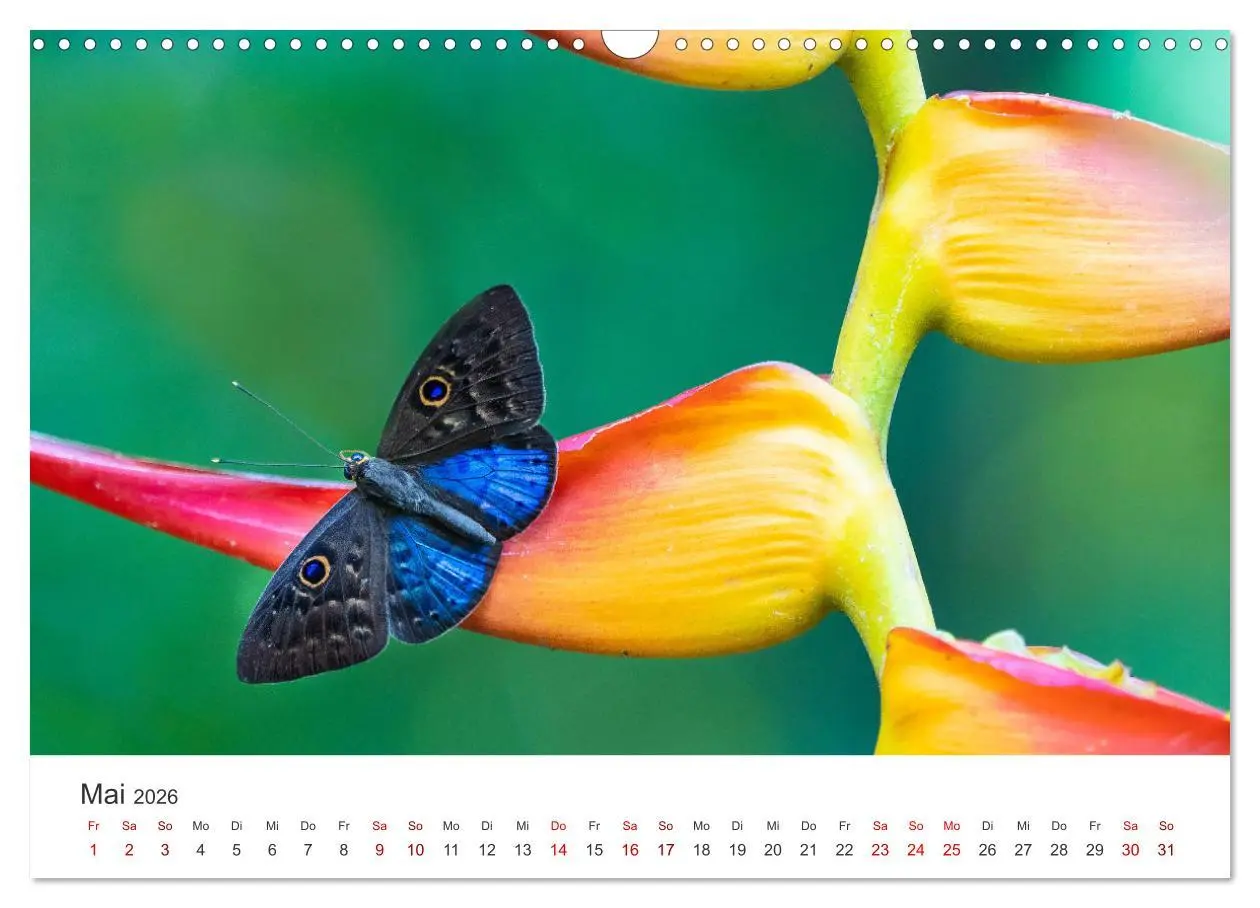 Bild: 9783457550700 | Traumhaft schöne Schmetterlinge (Wandkalender 2026 DIN A3 quer),...