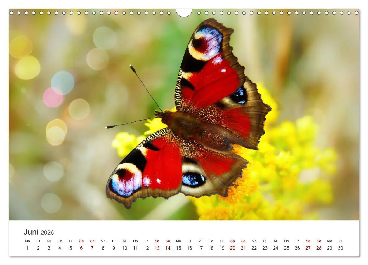 Bild: 9783457550700 | Traumhaft schöne Schmetterlinge (Wandkalender 2026 DIN A3 quer),...