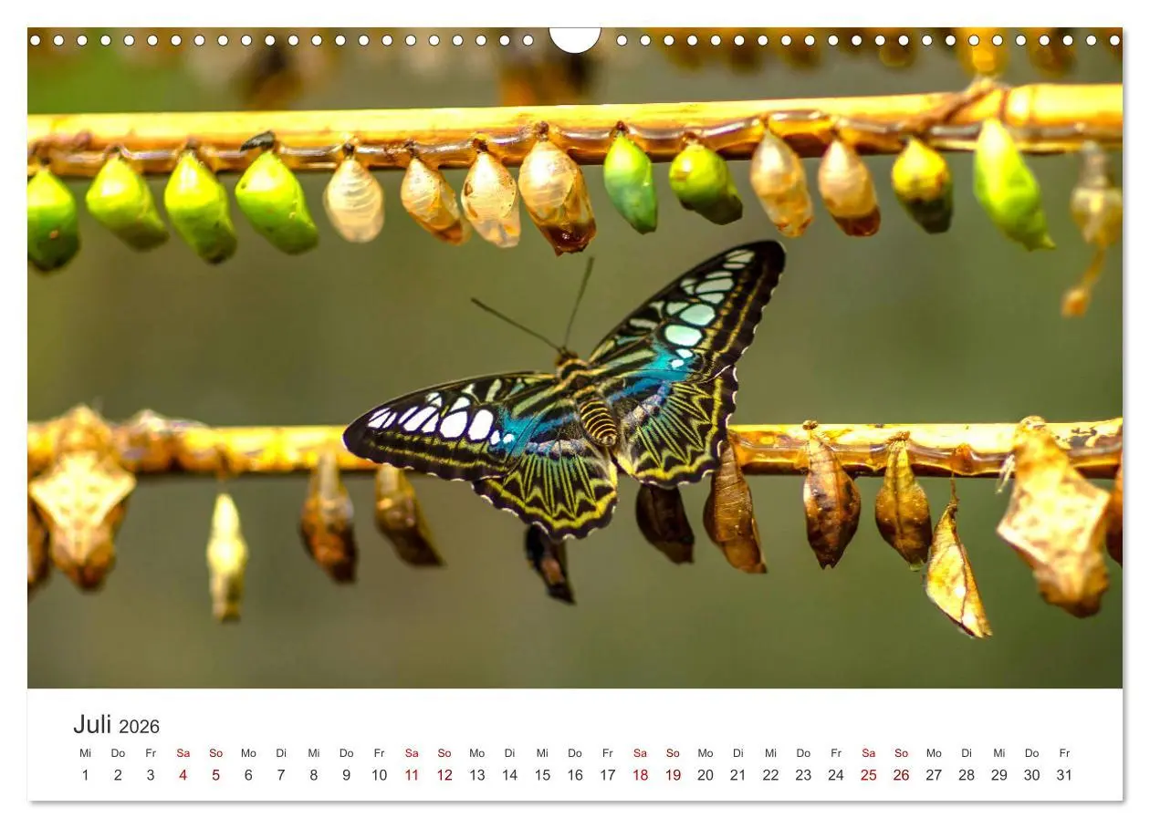 Bild: 9783457550700 | Traumhaft schöne Schmetterlinge (Wandkalender 2026 DIN A3 quer),...