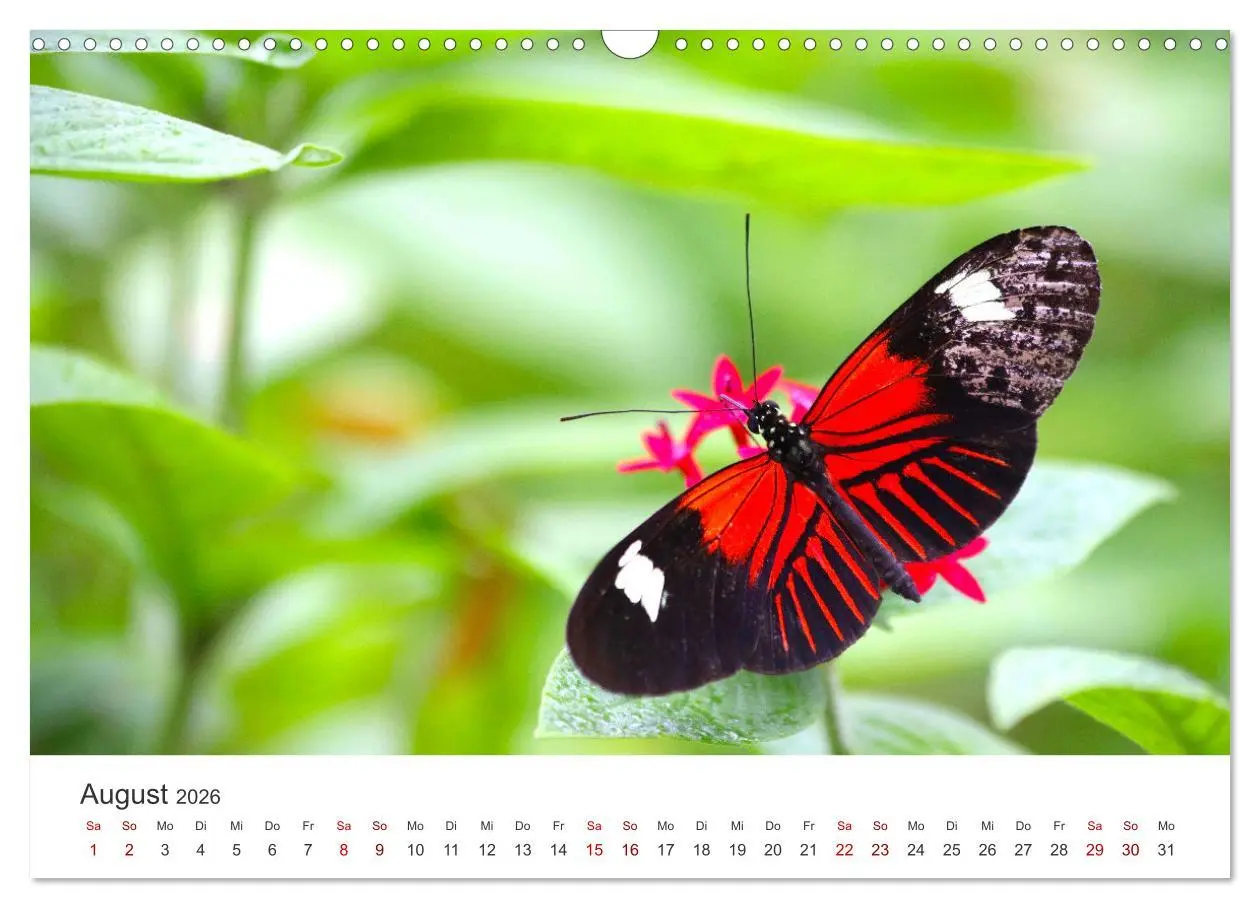 Bild: 9783457550700 | Traumhaft schöne Schmetterlinge (Wandkalender 2026 DIN A3 quer),...