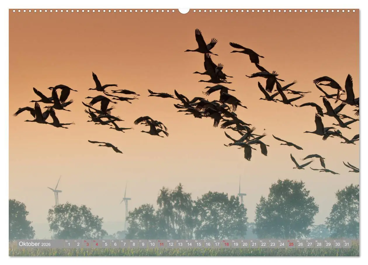 Bild: 9783457930700 | KranichRomantik (Wandkalender 2026 DIN A2 quer), CALVENDO...