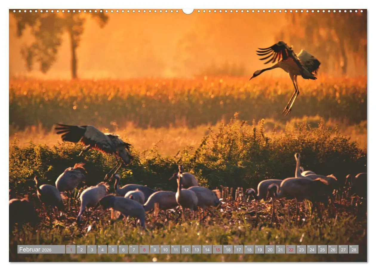 Bild: 9783457930700 | KranichRomantik (Wandkalender 2026 DIN A2 quer), CALVENDO...