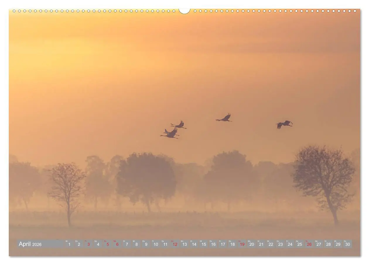 Bild: 9783457930700 | KranichRomantik (Wandkalender 2026 DIN A2 quer), CALVENDO...