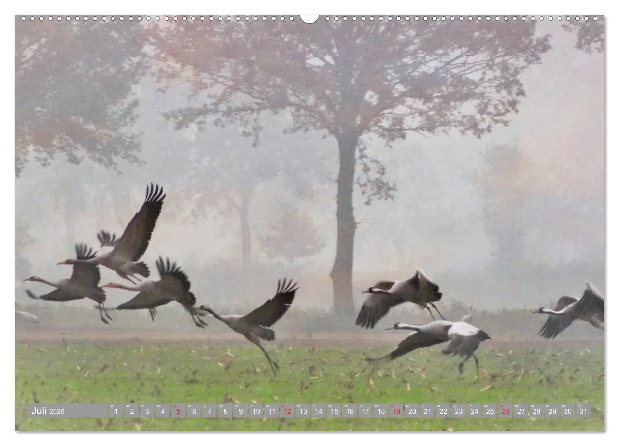 Bild: 9783457930700 | KranichRomantik (Wandkalender 2026 DIN A2 quer), CALVENDO...