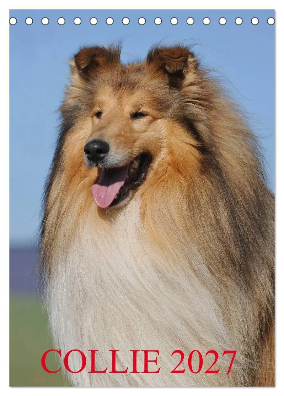 Cover: 9783594170700 | Collie 2027 (Tischkalender 2027 DIN A5 hoch), CALVENDO Monatskalender