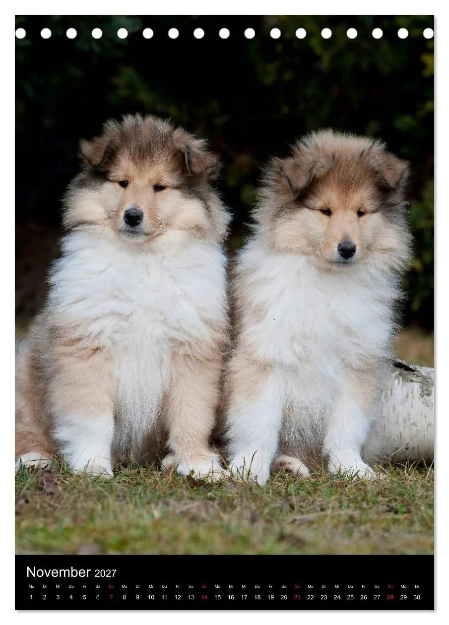 Bild: 9783594170700 | Collie 2027 (Tischkalender 2027 DIN A5 hoch), CALVENDO Monatskalender