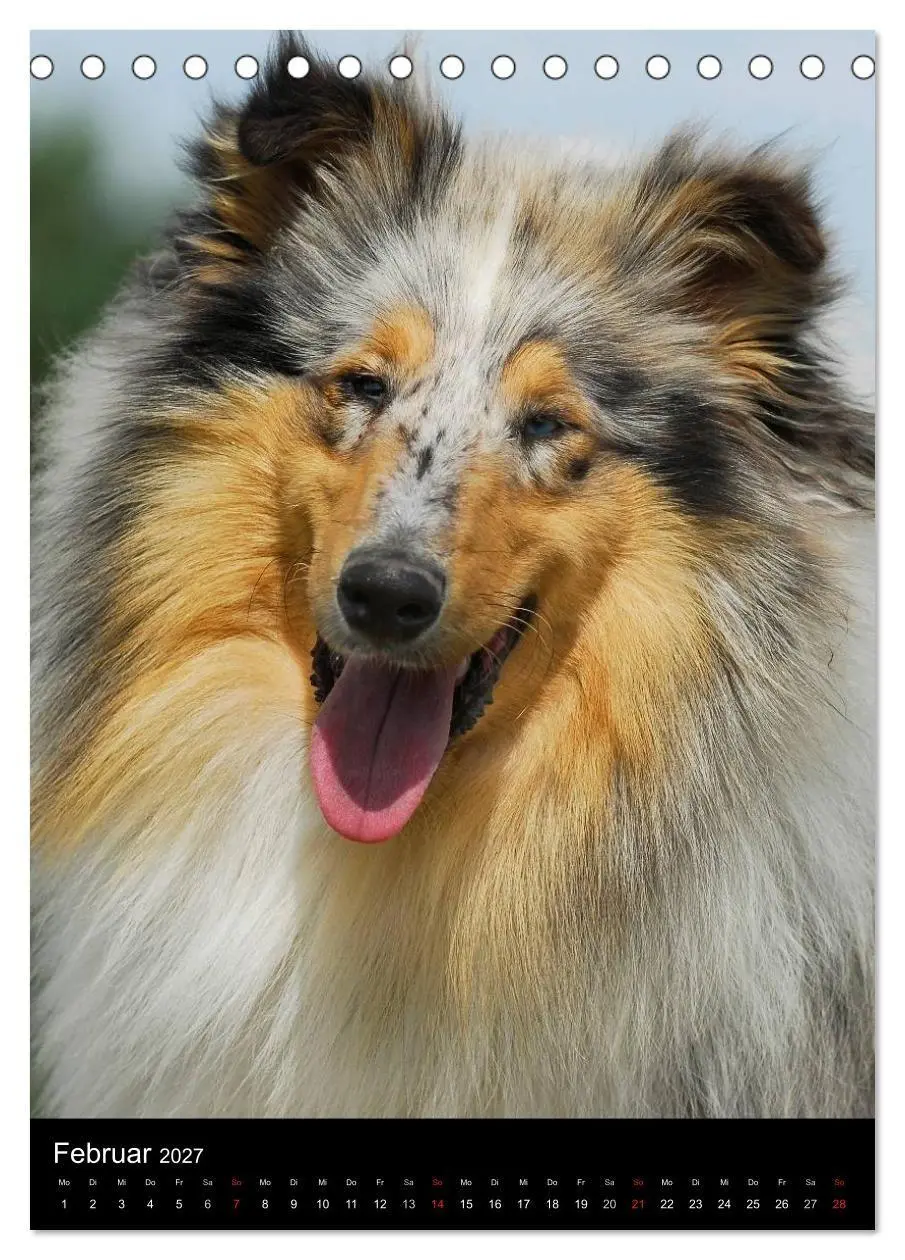 Bild: 9783594170700 | Collie 2027 (Tischkalender 2027 DIN A5 hoch), CALVENDO Monatskalender