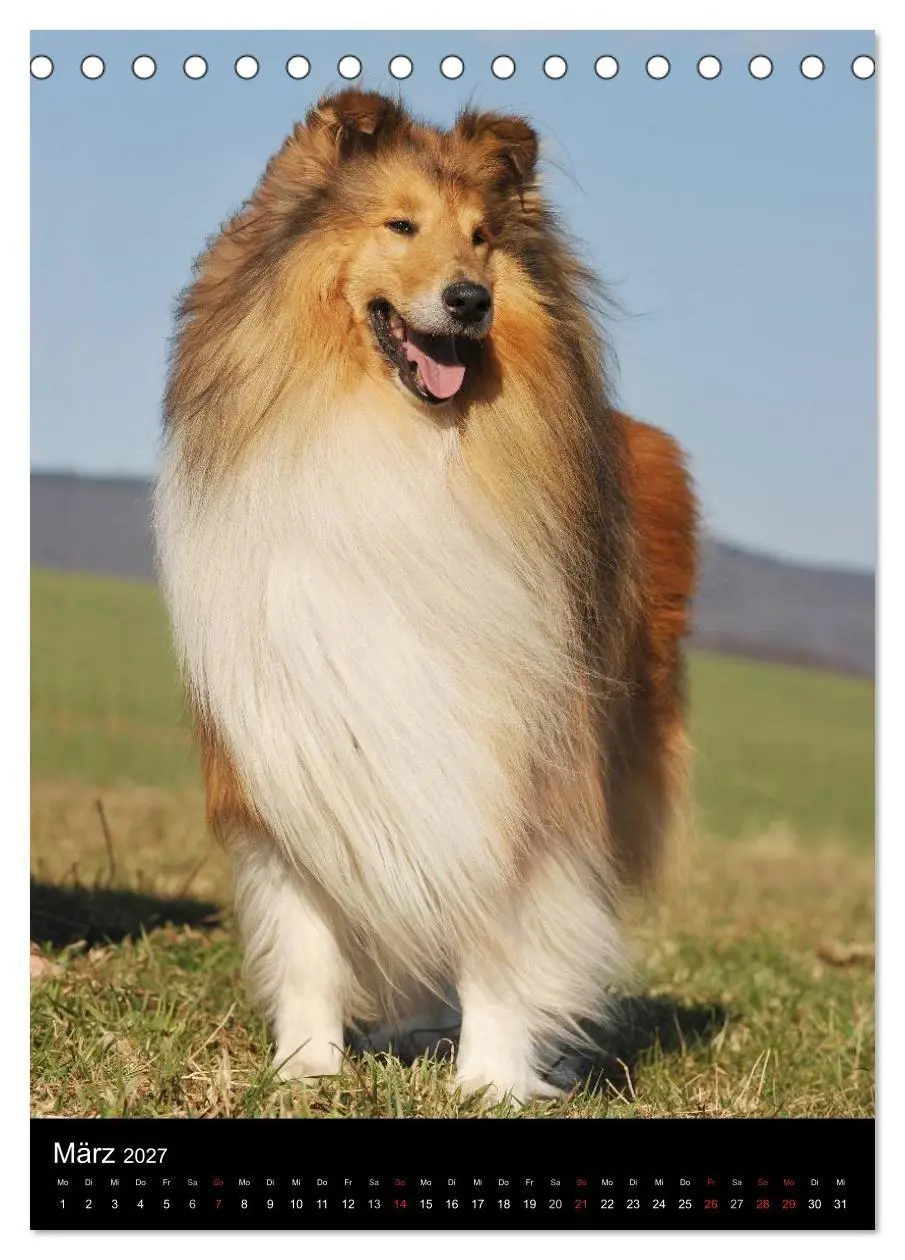 Bild: 9783594170700 | Collie 2027 (Tischkalender 2027 DIN A5 hoch), CALVENDO Monatskalender