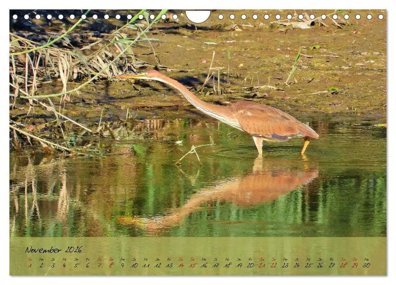 Bild: 9783457780800 | Wildes Südfrankreich (Wandkalender 2026 DIN A4 quer), CALVENDO...