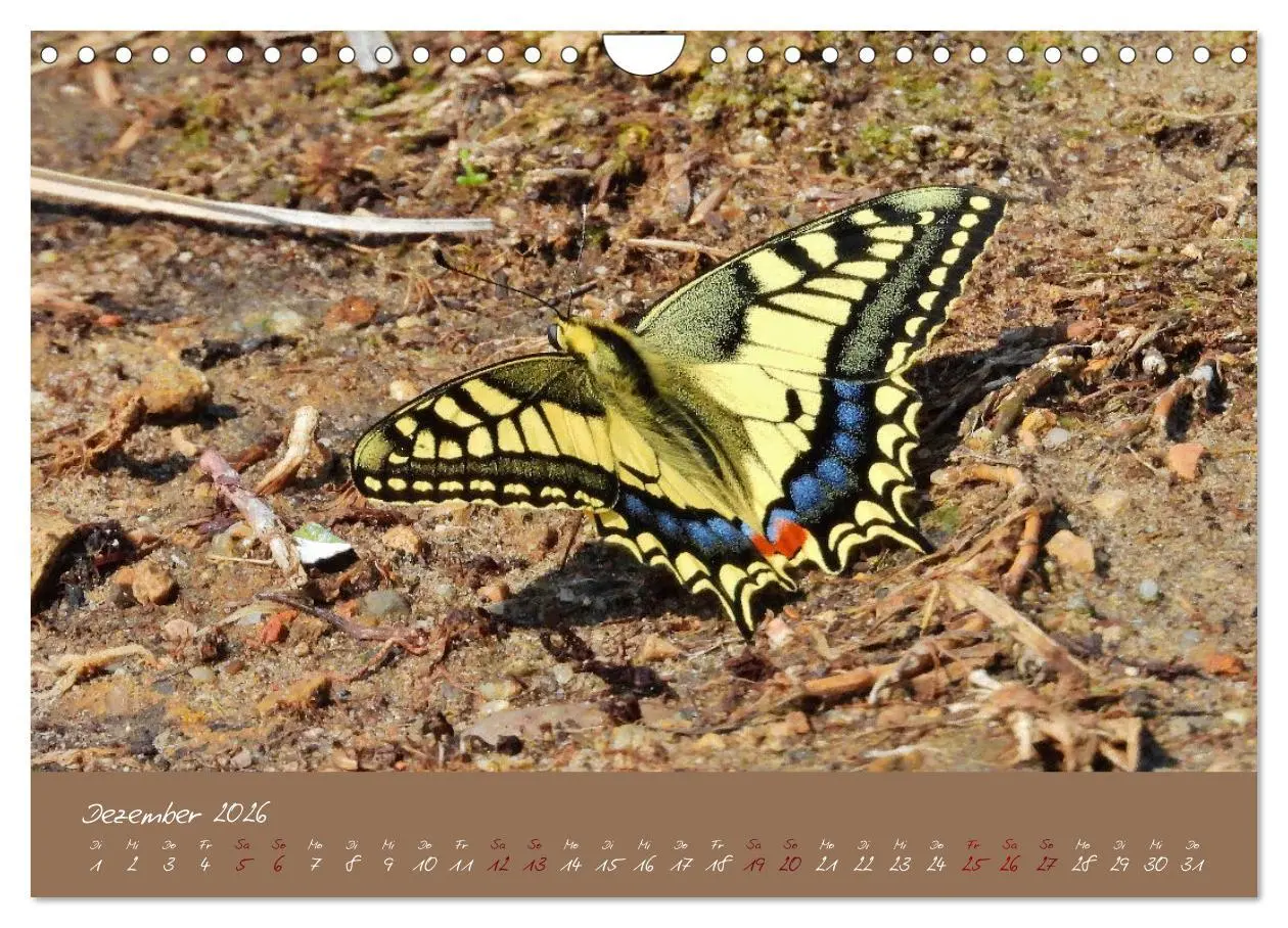 Bild: 9783457780800 | Wildes Südfrankreich (Wandkalender 2026 DIN A4 quer), CALVENDO...