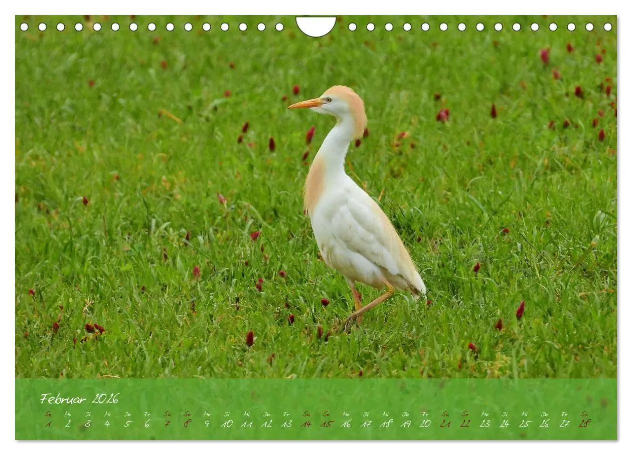 Bild: 9783457780800 | Wildes Südfrankreich (Wandkalender 2026 DIN A4 quer), CALVENDO...