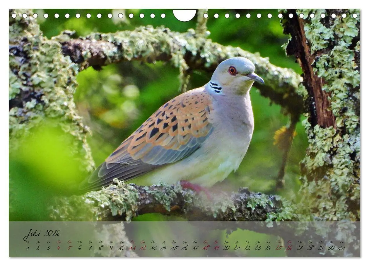 Bild: 9783457780800 | Wildes Südfrankreich (Wandkalender 2026 DIN A4 quer), CALVENDO...
