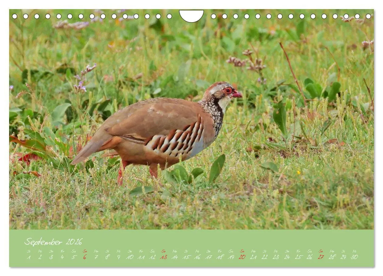 Bild: 9783457780800 | Wildes Südfrankreich (Wandkalender 2026 DIN A4 quer), CALVENDO...