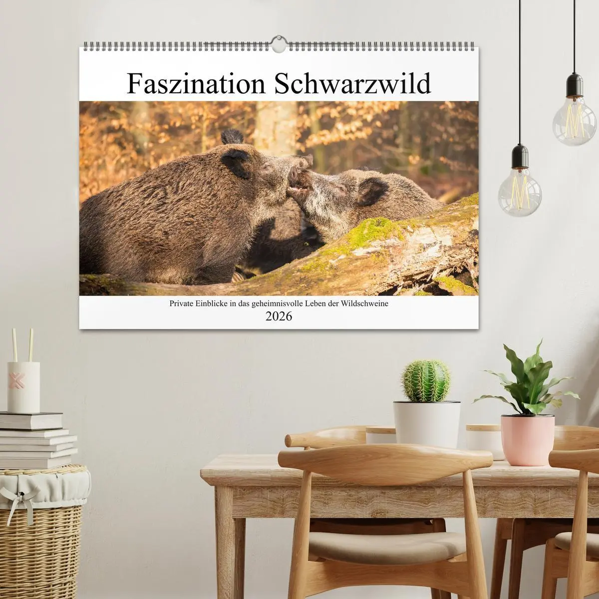 Bild: 9783457661000 | Faszination Schwarzwild (Wandkalender 2026 DIN A2 quer), CALVENDO...