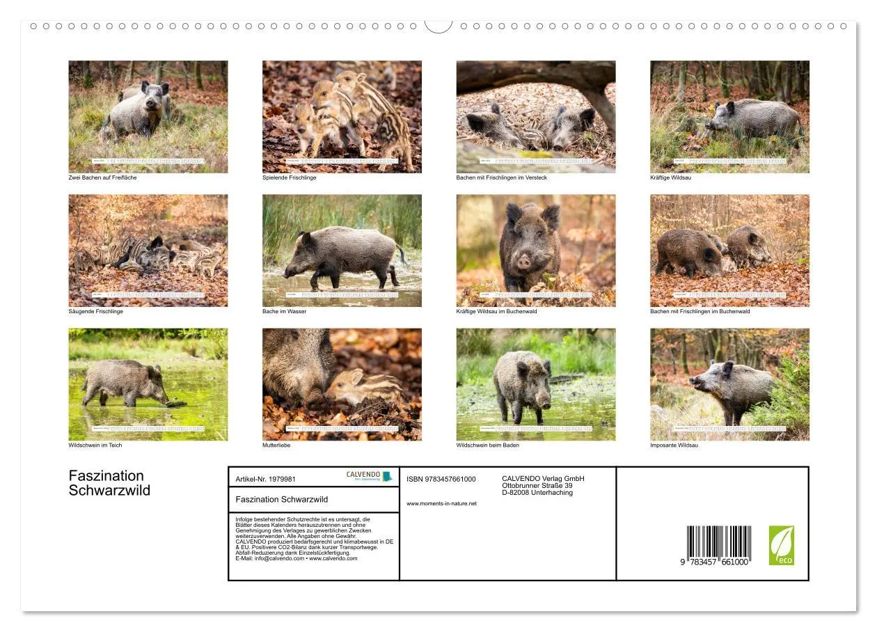 Bild: 9783457661000 | Faszination Schwarzwild (Wandkalender 2026 DIN A2 quer), CALVENDO...