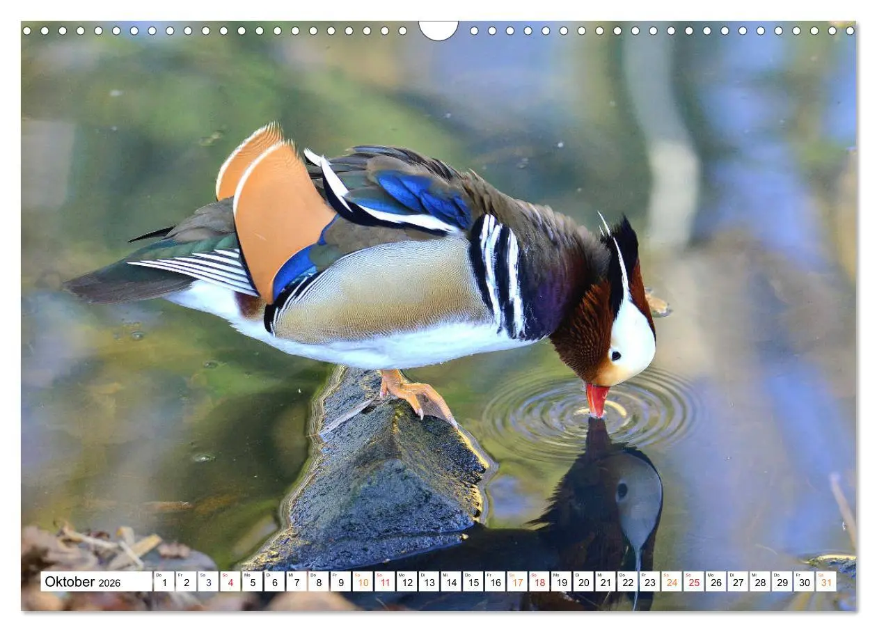 Bild: 9783457731000 | Mandarinenten, ein Farbtupfer auf allen Gewässern. (Wandkalender...