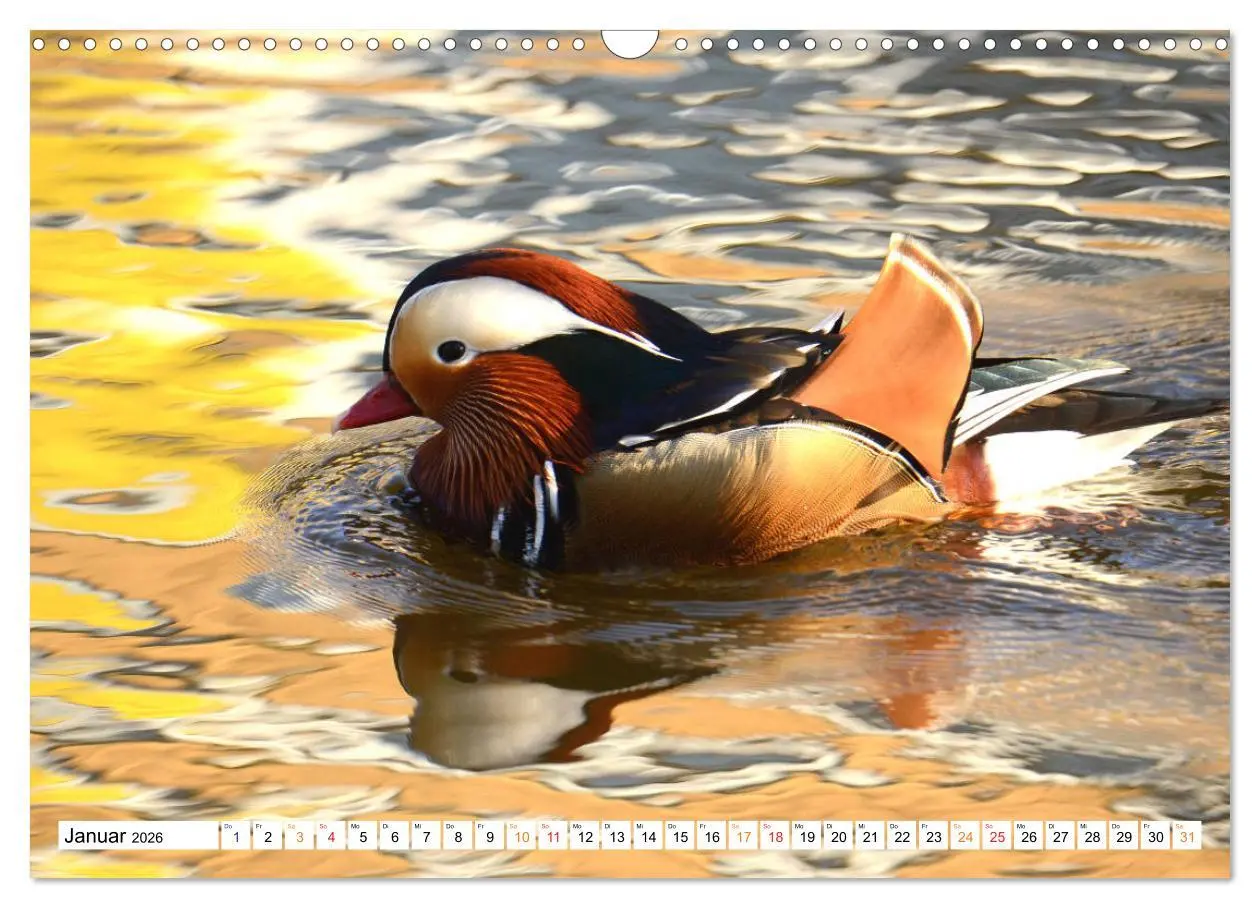 Bild: 9783457731000 | Mandarinenten, ein Farbtupfer auf allen Gewässern. (Wandkalender...