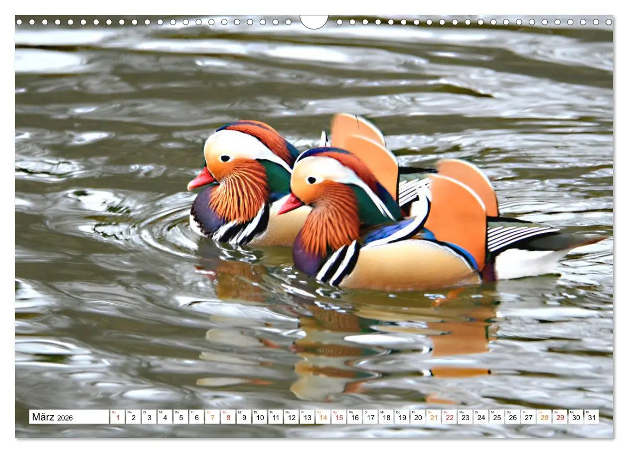 Bild: 9783457731000 | Mandarinenten, ein Farbtupfer auf allen Gewässern. (Wandkalender...