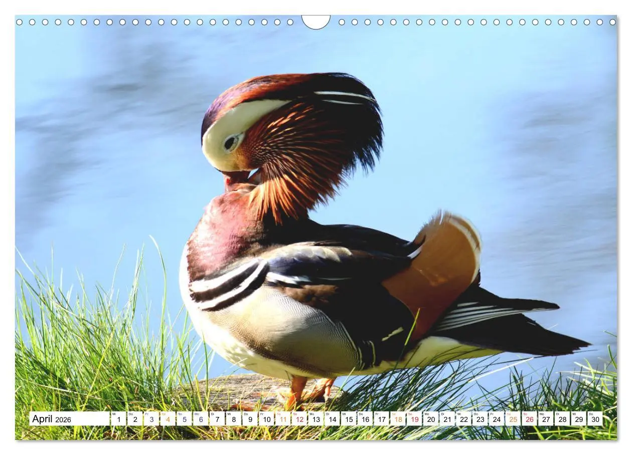 Bild: 9783457731000 | Mandarinenten, ein Farbtupfer auf allen Gewässern. (Wandkalender...