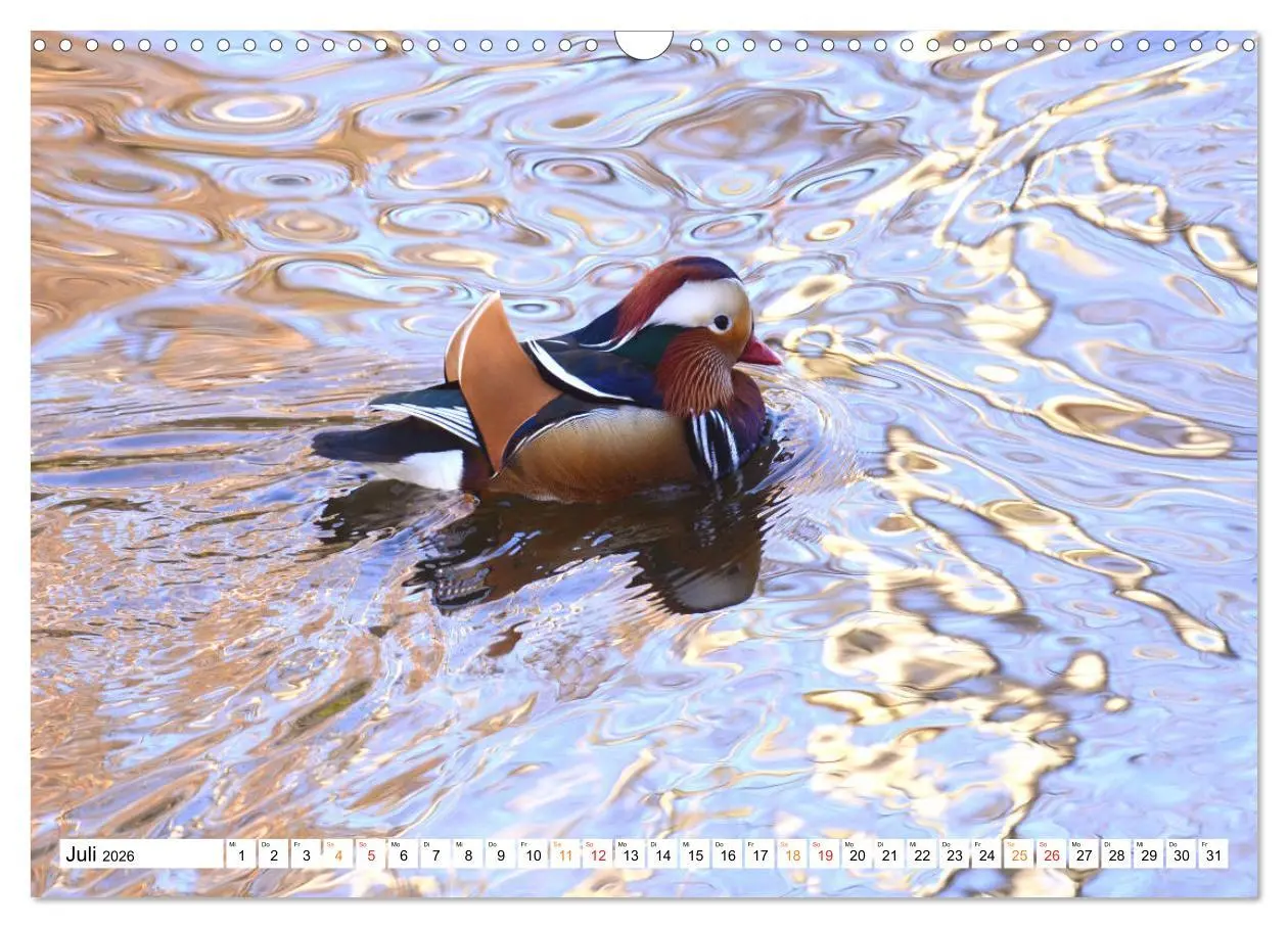 Bild: 9783457731000 | Mandarinenten, ein Farbtupfer auf allen Gewässern. (Wandkalender...